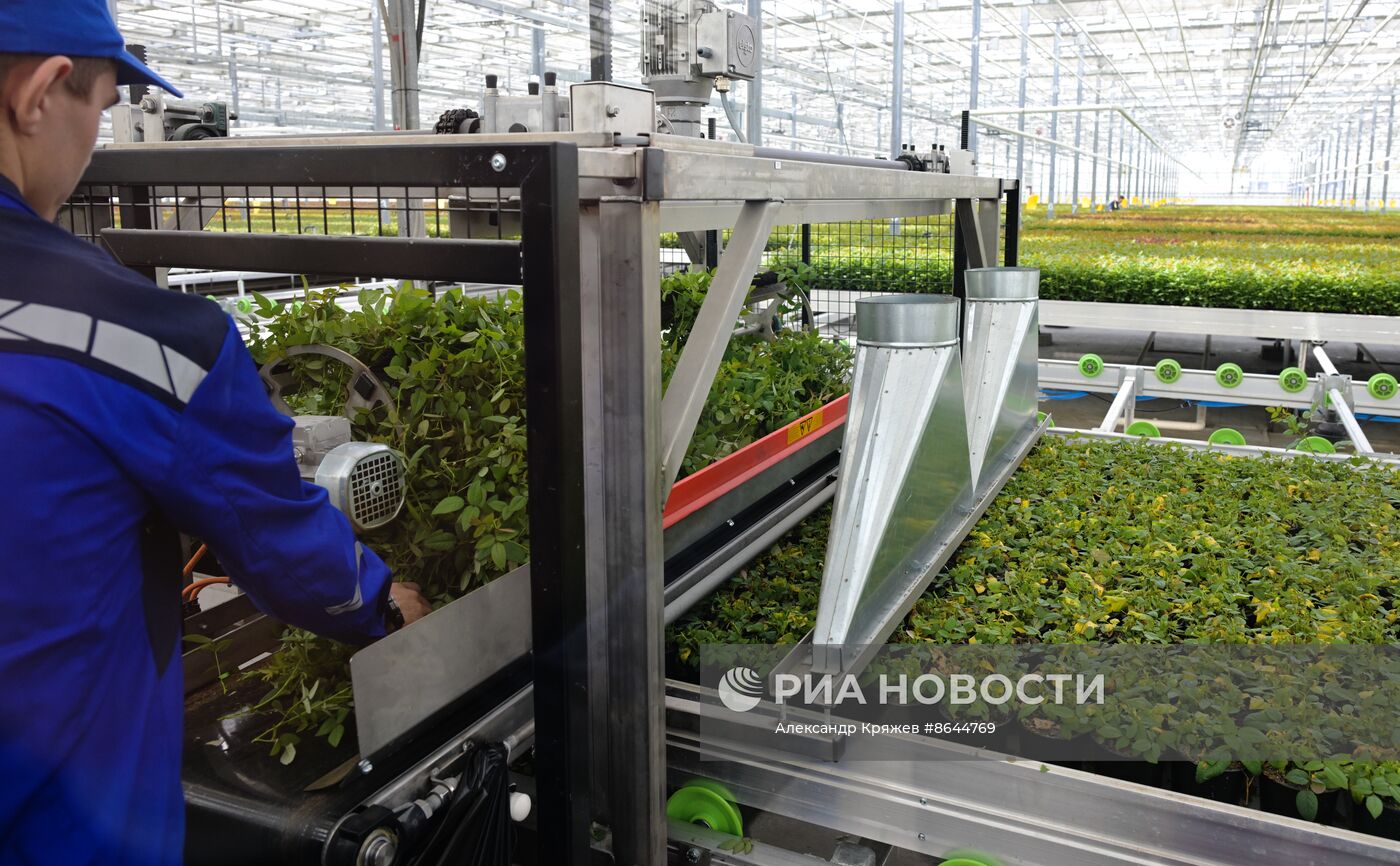 Открытие роботизированного комплекса по выращиванию горшечной розы в Новосибирской области
