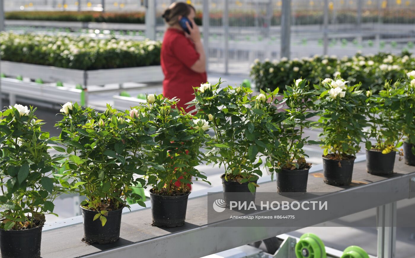 Открытие роботизированного комплекса по выращиванию горшечной розы в Новосибирской области