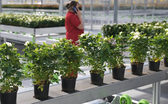 Открытие роботизированного комплекса по выращиванию горшечной розы в Новосибирской области