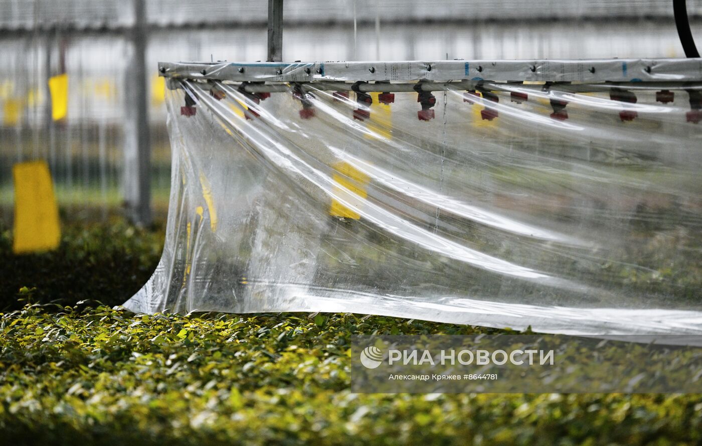 Открытие роботизированного комплекса по выращиванию горшечной розы в Новосибирской области