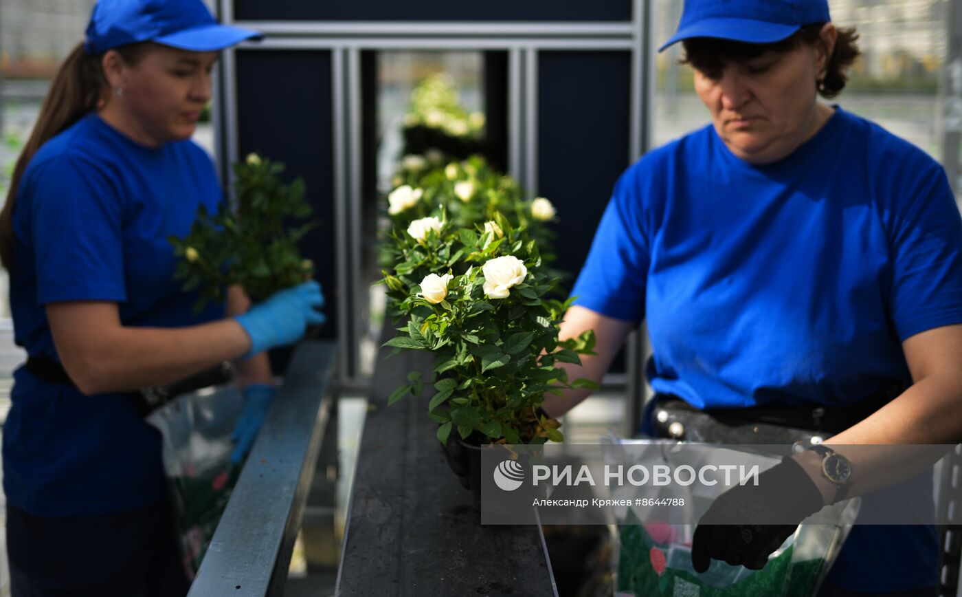 Открытие роботизированного комплекса по выращиванию горшечной розы в Новосибирской области