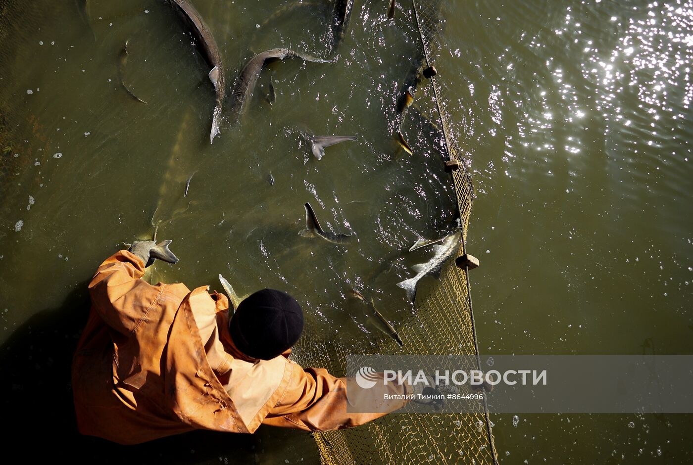 Производство рыбной продукции на Гривенском осетровом заводе в Краснодарском крае