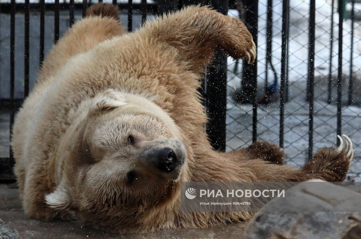 Медведи вышли из спячки в парке флоры и фауны "Роев ручей"