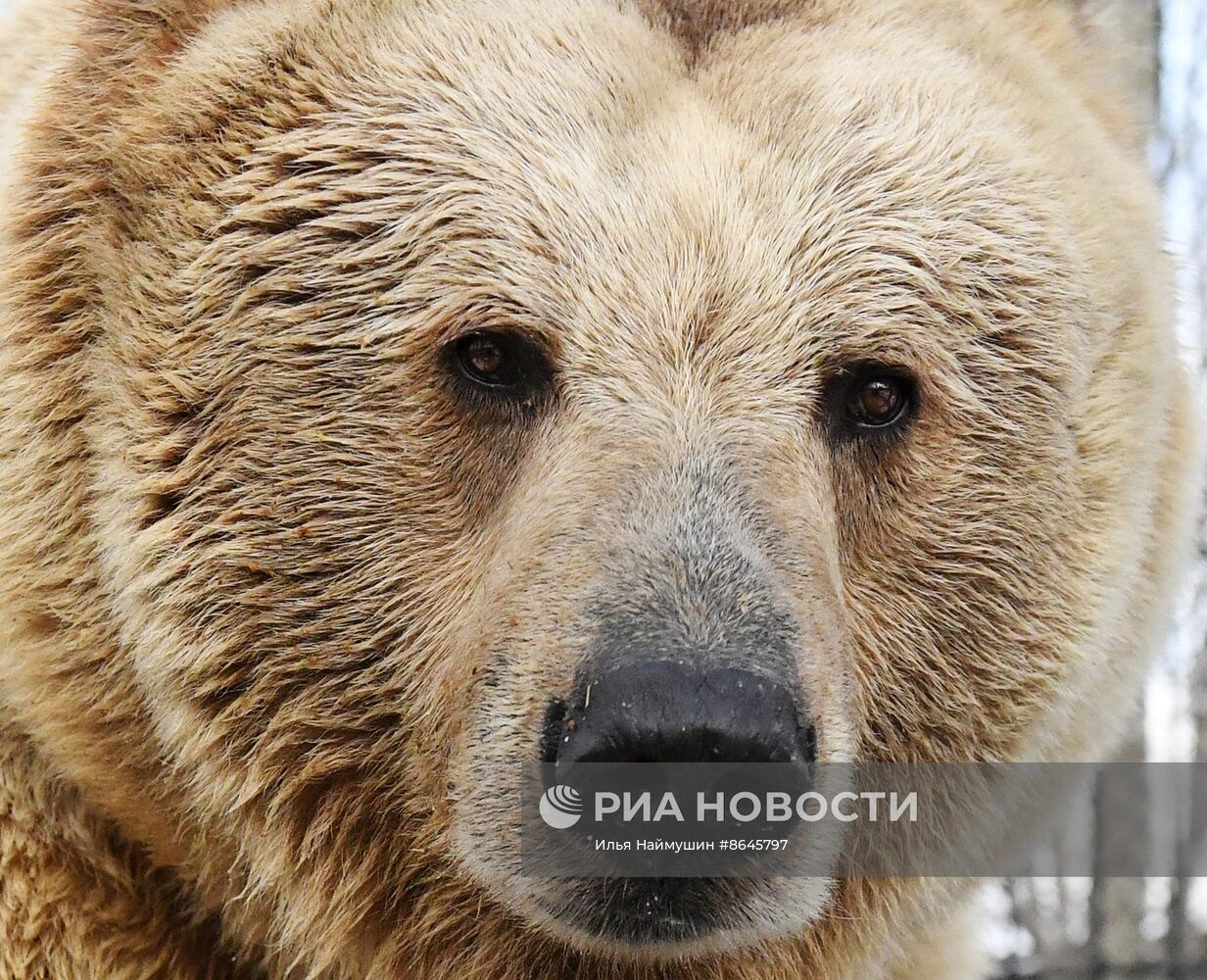 Медведи вышли из спячки в парке флоры и фауны "Роев ручей"