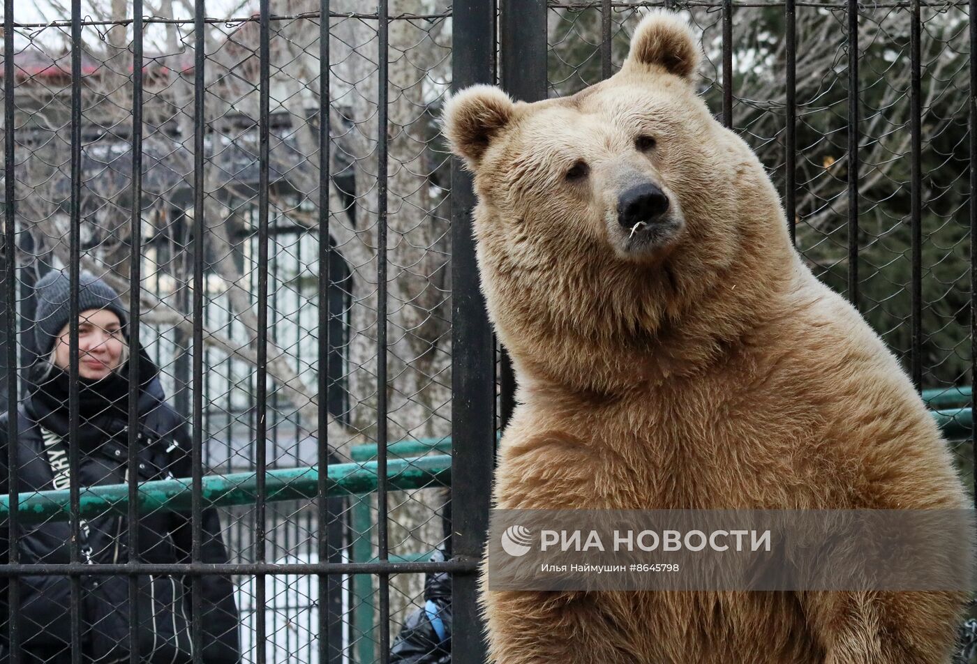 Медведи вышли из спячки в парке флоры и фауны "Роев ручей"
