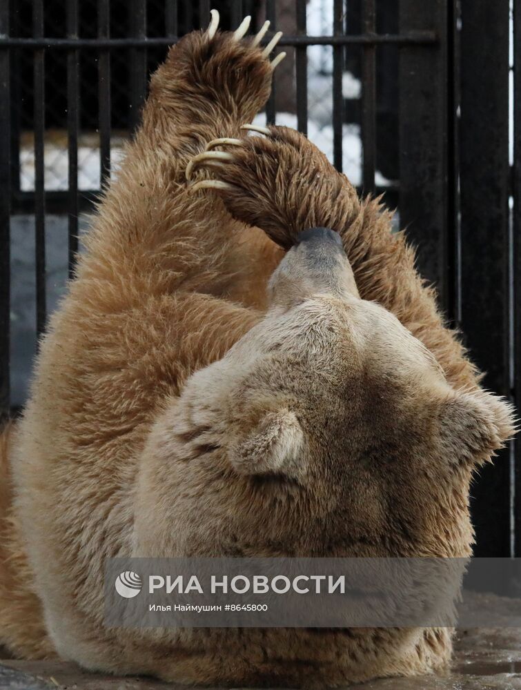 Медведи вышли из спячки в парке флоры и фауны "Роев ручей"