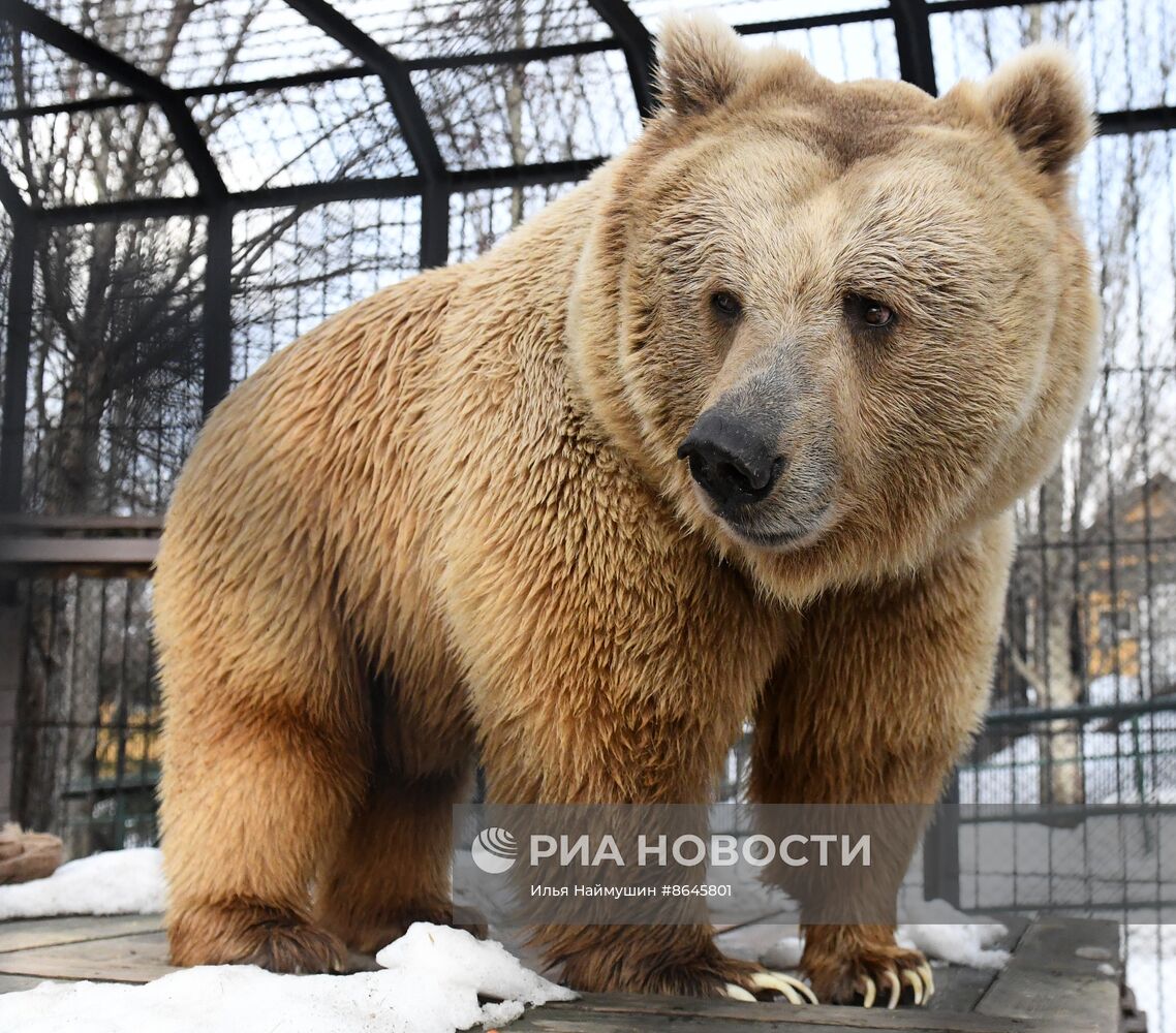 Медведи вышли из спячки в парке флоры и фауны "Роев ручей"