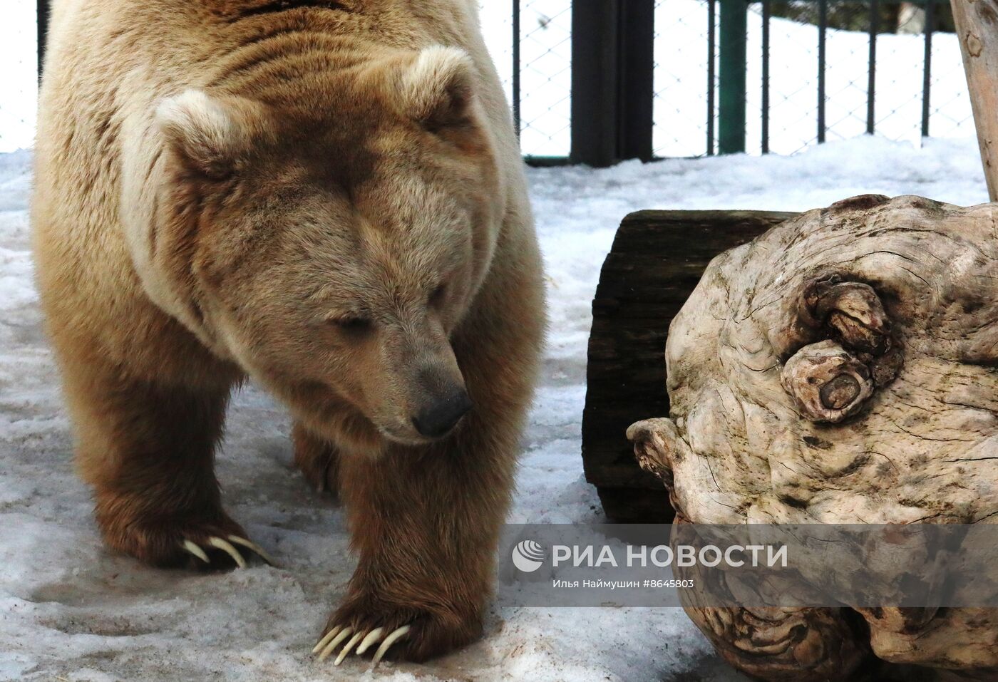 Медведи вышли из спячки в парке флоры и фауны "Роев ручей"