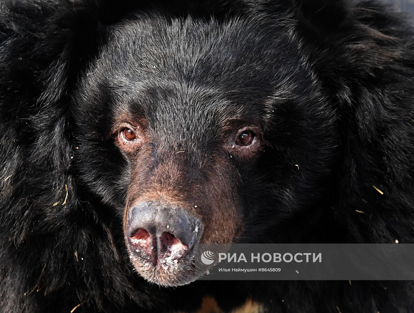 Медведи вышли из спячки в парке флоры и фауны "Роев ручей"