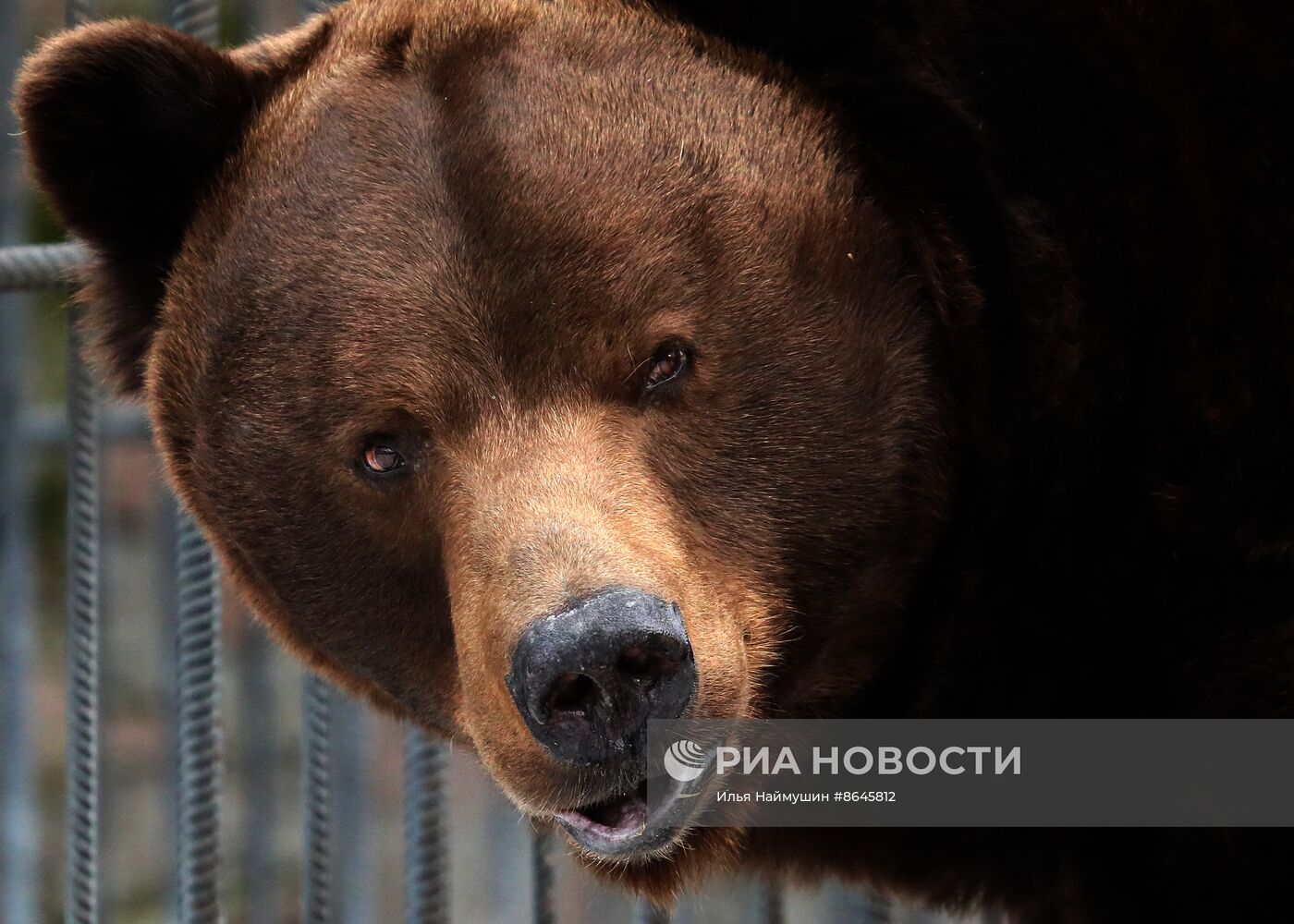 Медведи вышли из спячки в парке флоры и фауны "Роев ручей"