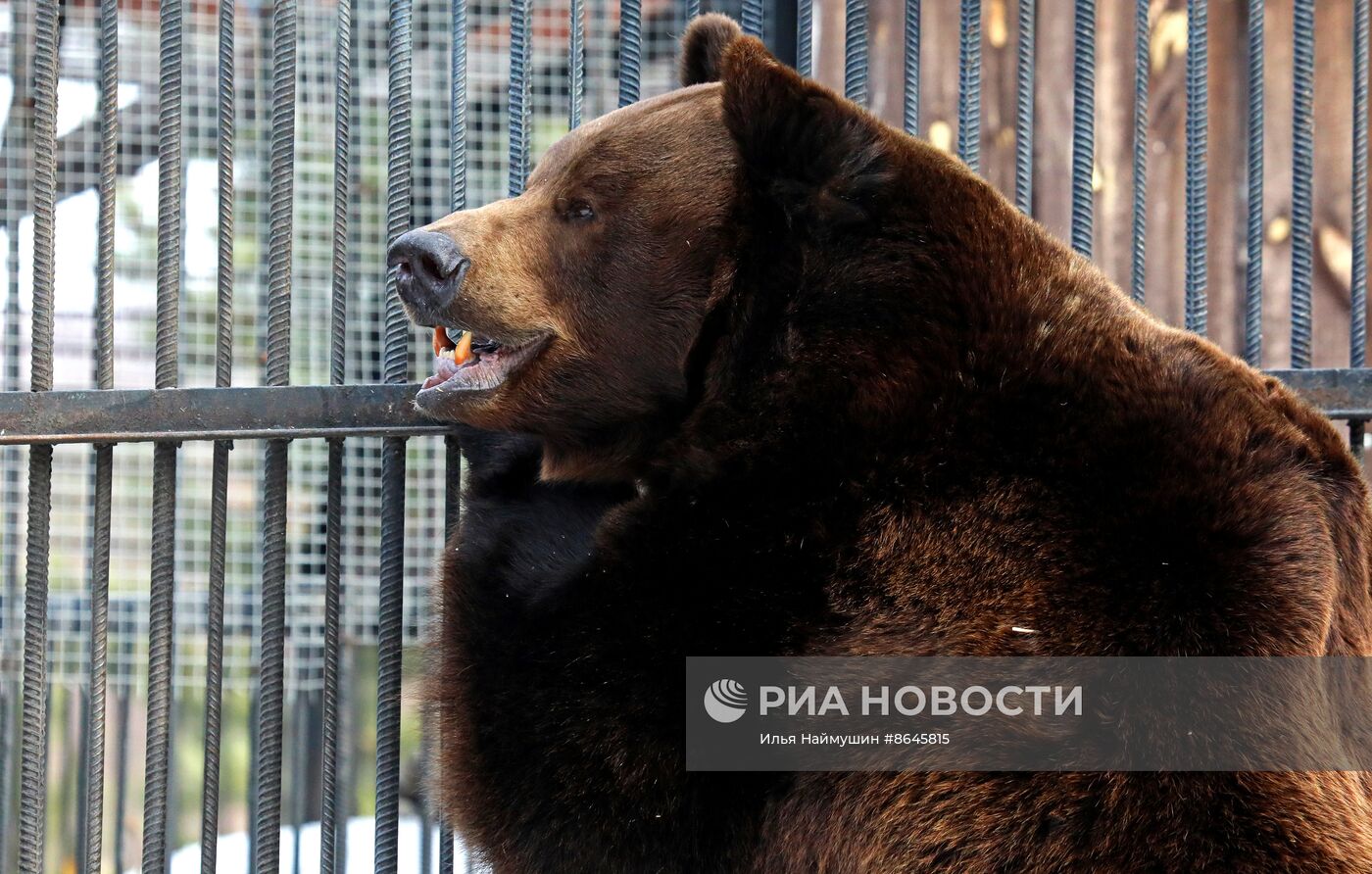 Медведи вышли из спячки в парке флоры и фауны "Роев ручей"