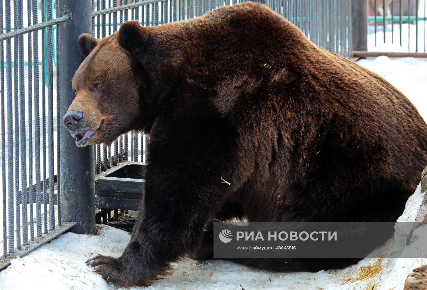 Медведи вышли из спячки в парке флоры и фауны "Роев ручей"