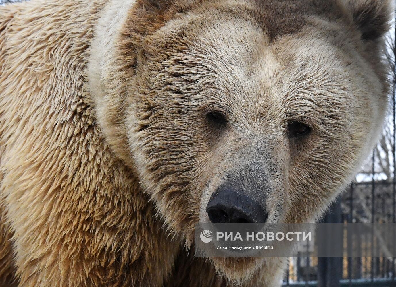 Медведи вышли из спячки в парке флоры и фауны "Роев ручей"