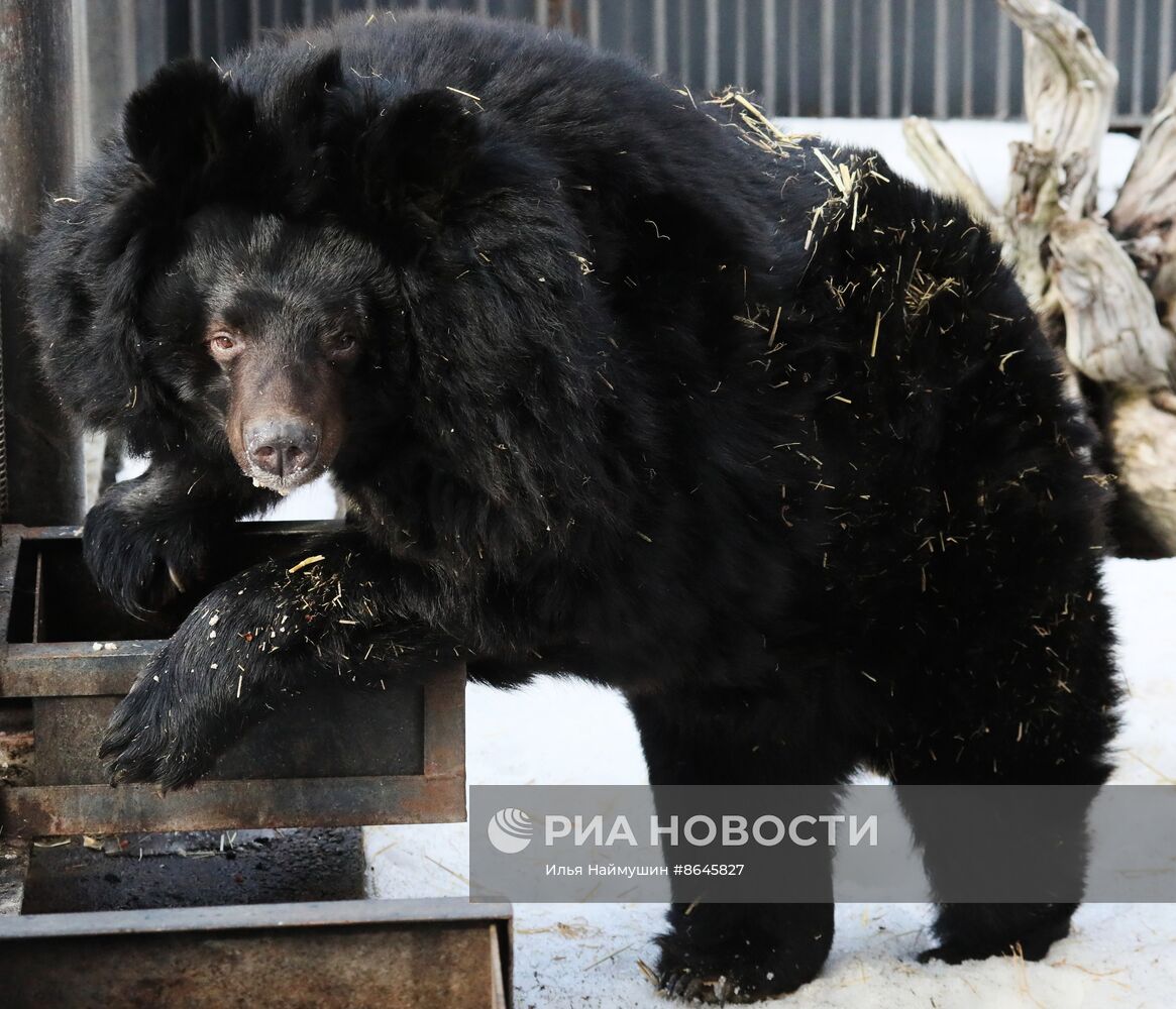 Медведи вышли из спячки в парке флоры и фауны "Роев ручей"