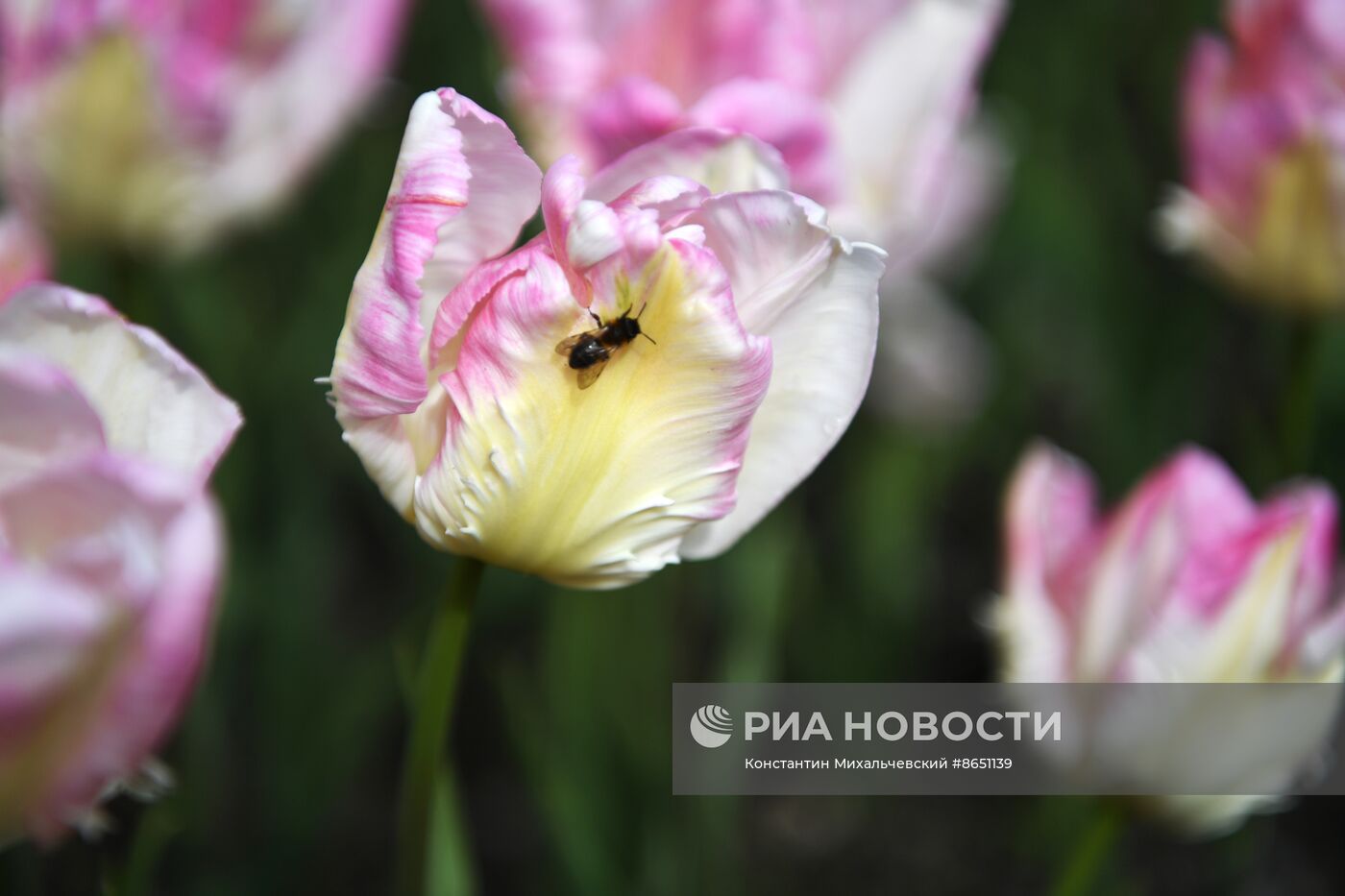 Парад тюльпанов в Крыму