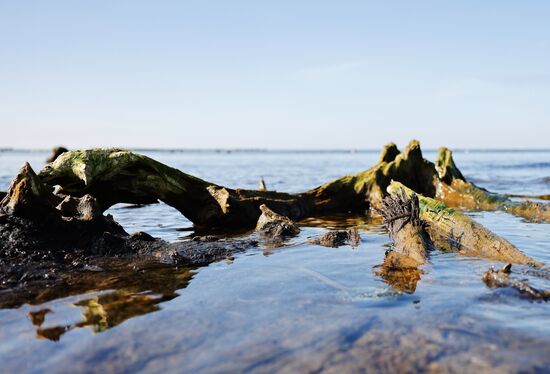 Остатки реликтовых деревьев появились из моря под Калининградом