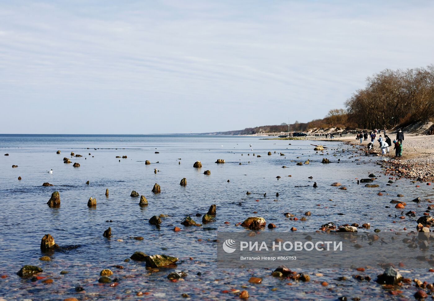 Остатки реликтовых деревьев появились из моря под Калининградом