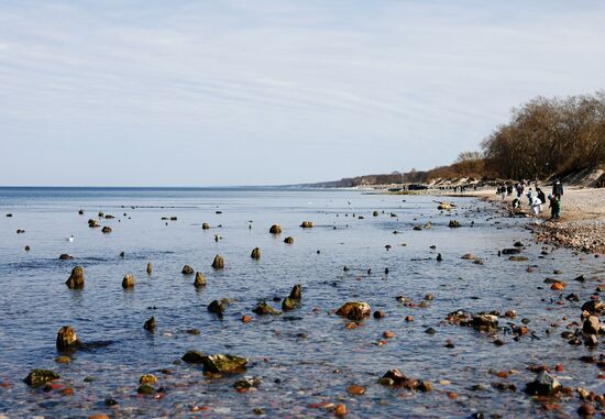 Остатки реликтовых деревьев появились из моря под Калининградом