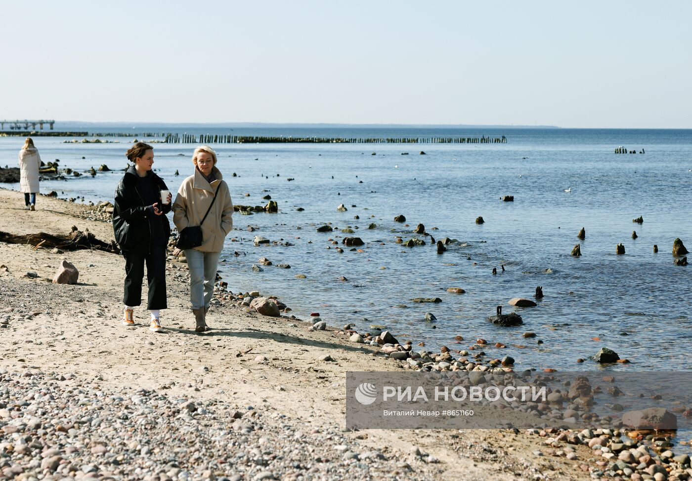 Остатки реликтовых деревьев появились из моря под Калининградом