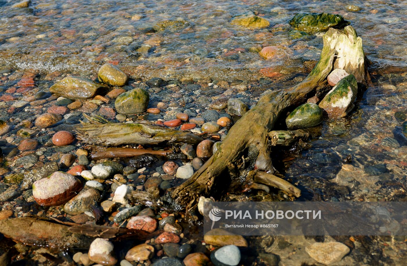 Остатки реликтовых деревьев появились из моря под Калининградом