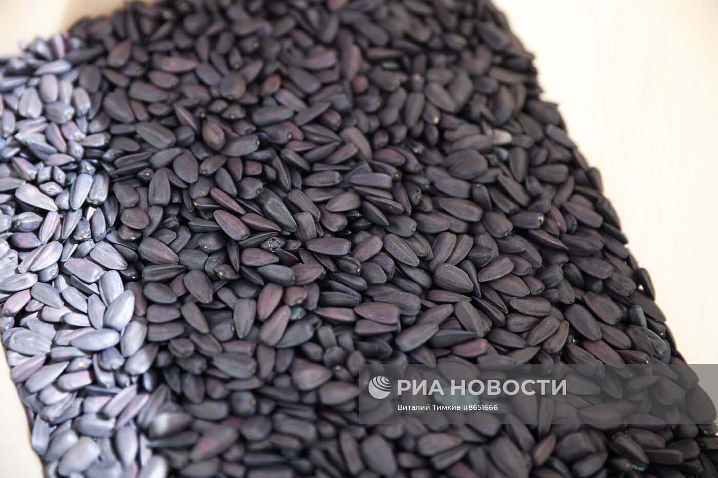 Старт посевных работ в Краснодарском крае