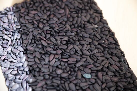 Старт посевных работ в Краснодарском крае