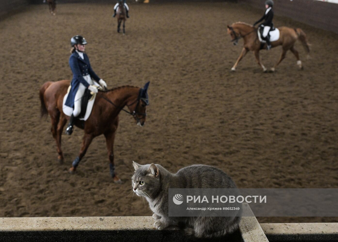 Школа олимпийского резерва по конному спорту в Новосибирске
