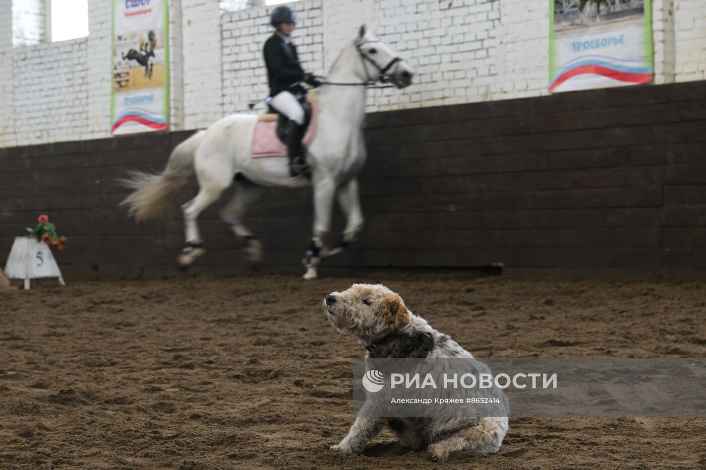 Школа олимпийского резерва по конному спорту в Новосибирске