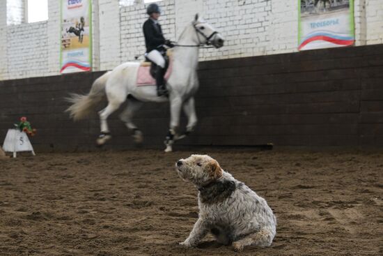 Школа олимпийского резерва по конному спорту в Новосибирске