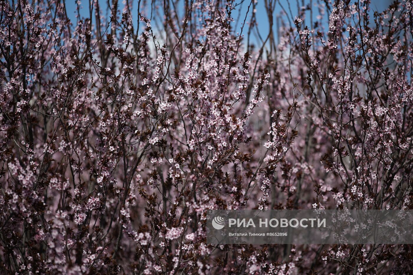 Весна в Краснодарском крае