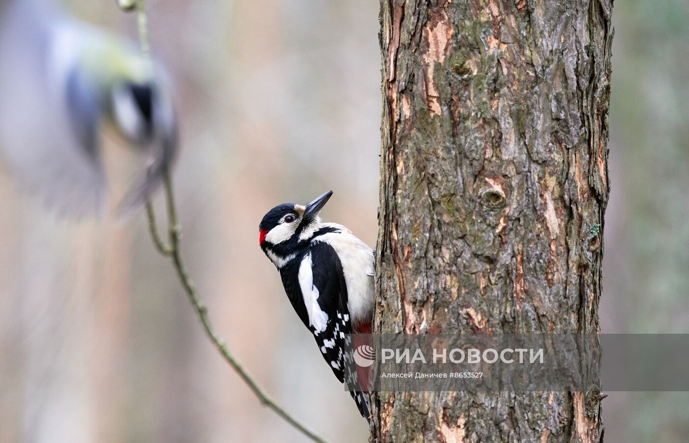 Парк "Сосновка" в Санкт-Петербурге
