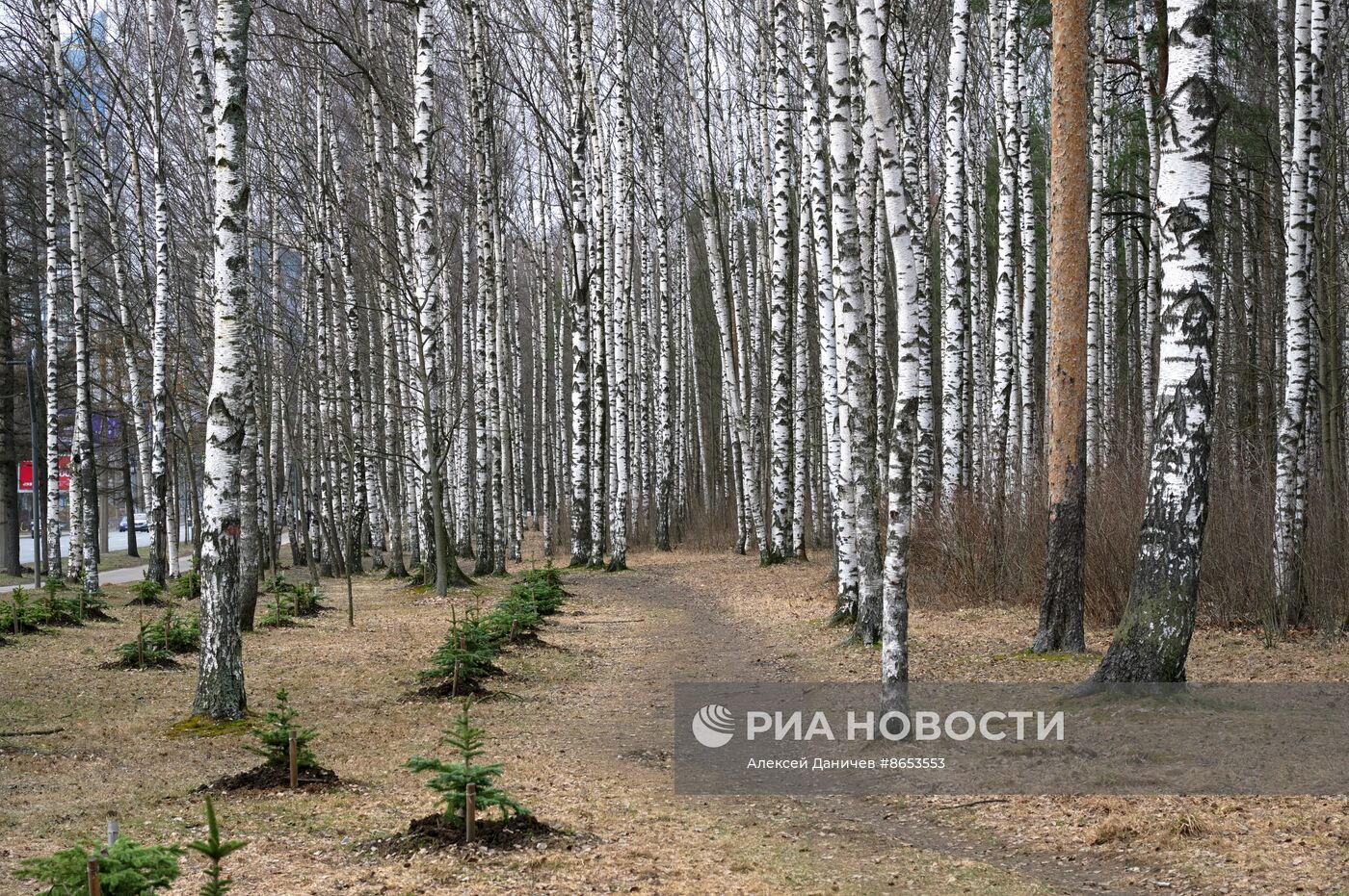 Парк "Сосновка" в Санкт-Петербурге