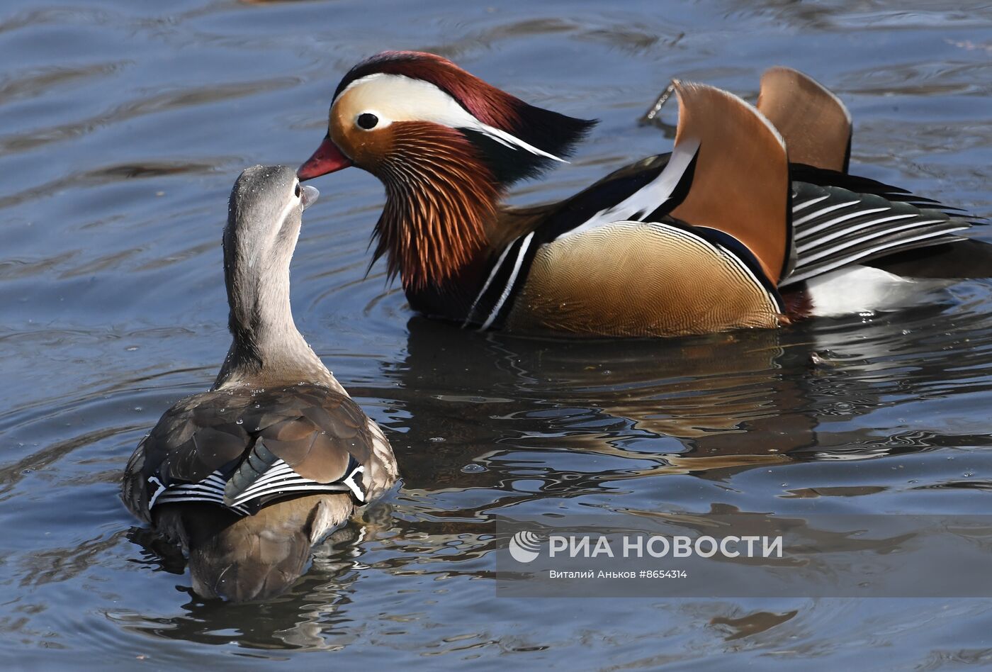 Краснокнижные утки-мандаринки во Владивостоке