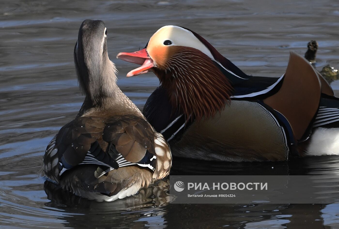 Краснокнижные утки-мандаринки во Владивостоке