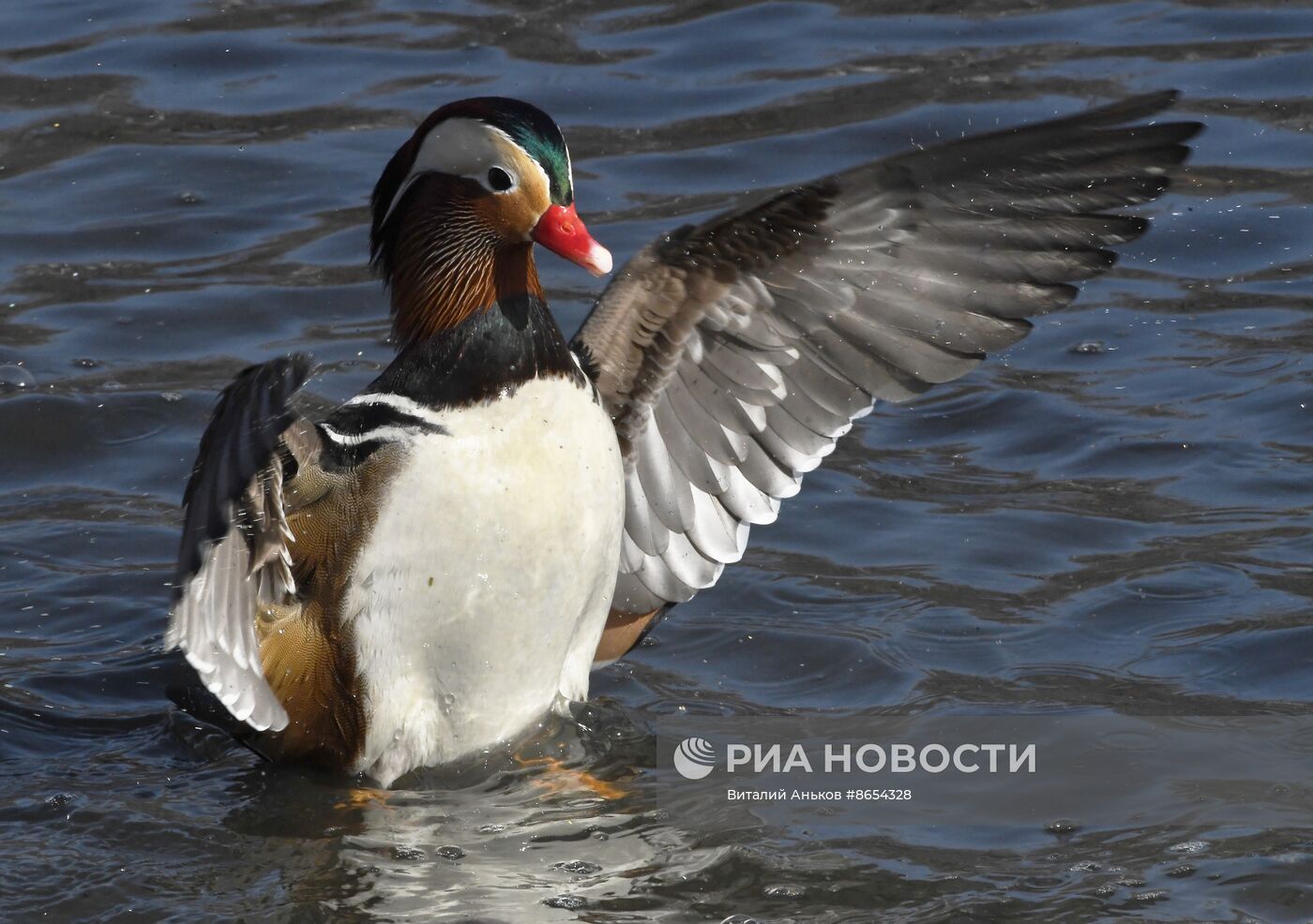 Краснокнижные утки-мандаринки во Владивостоке