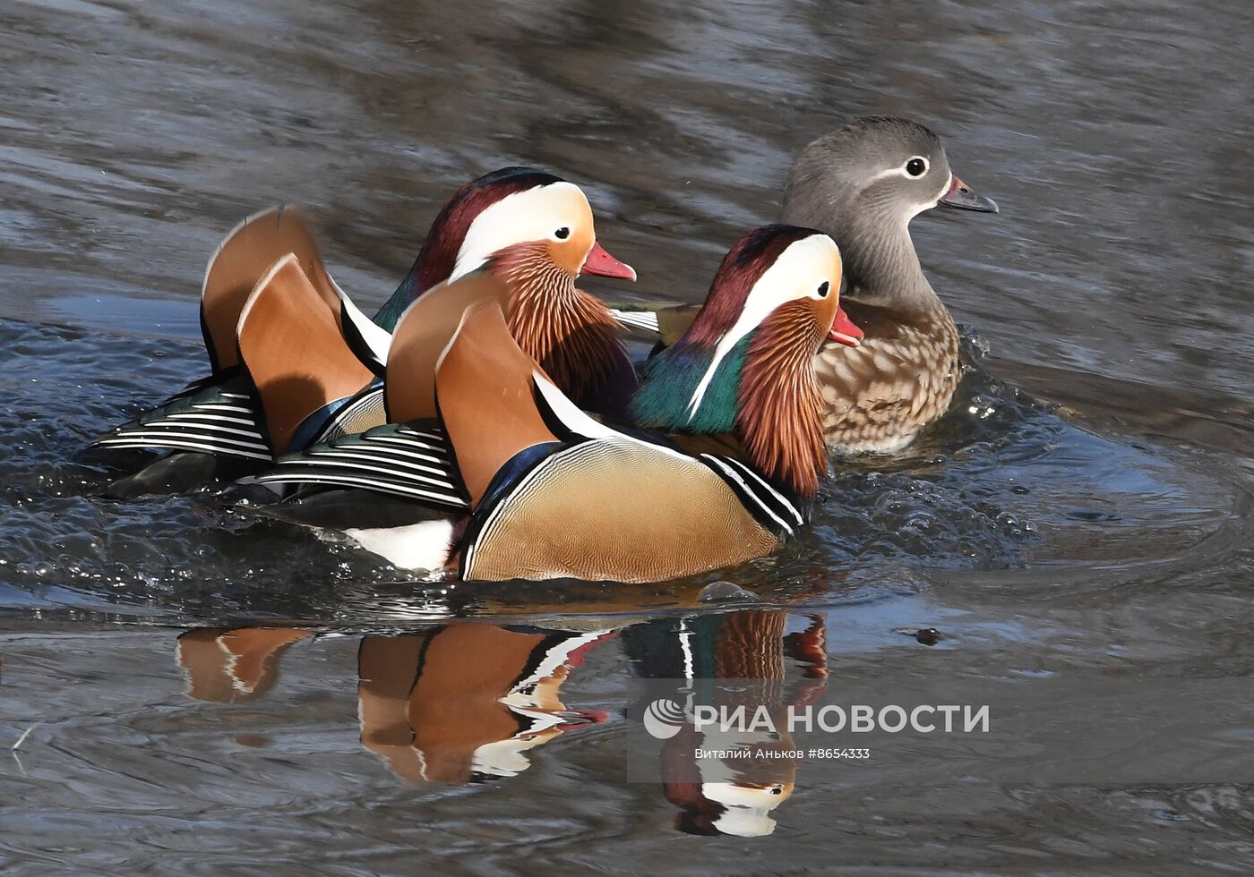 Краснокнижные утки-мандаринки во Владивостоке