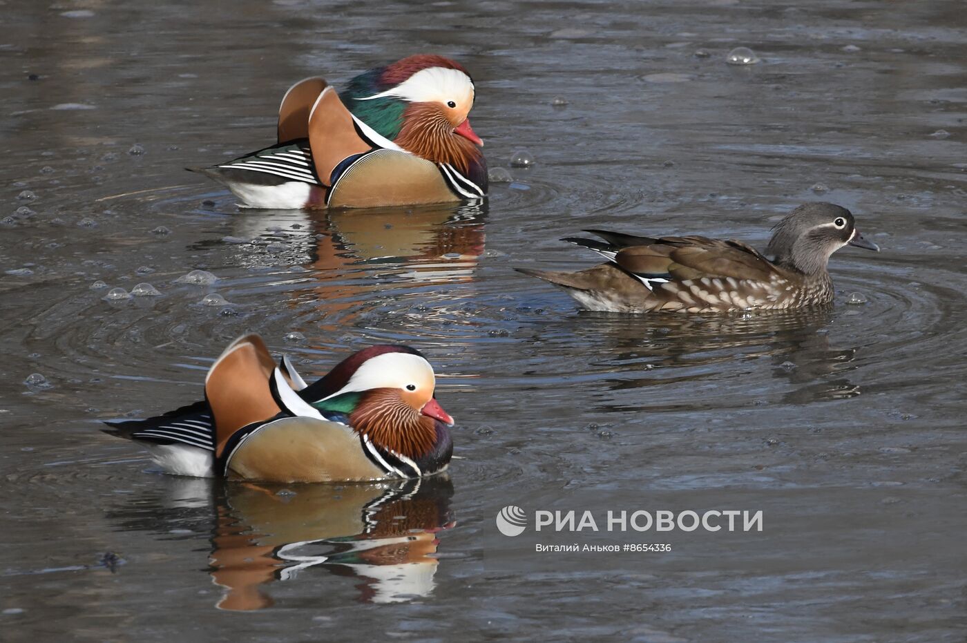 Краснокнижные утки-мандаринки во Владивостоке