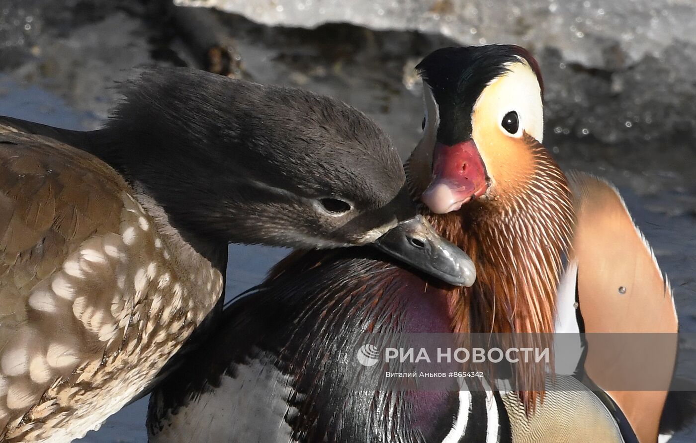 Краснокнижные утки-мандаринки во Владивостоке