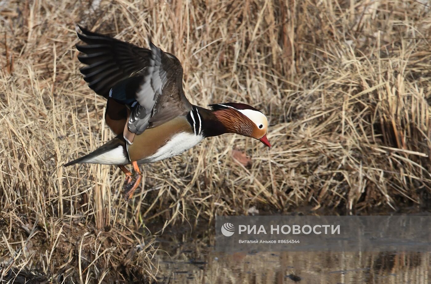 Краснокнижные утки-мандаринки во Владивостоке