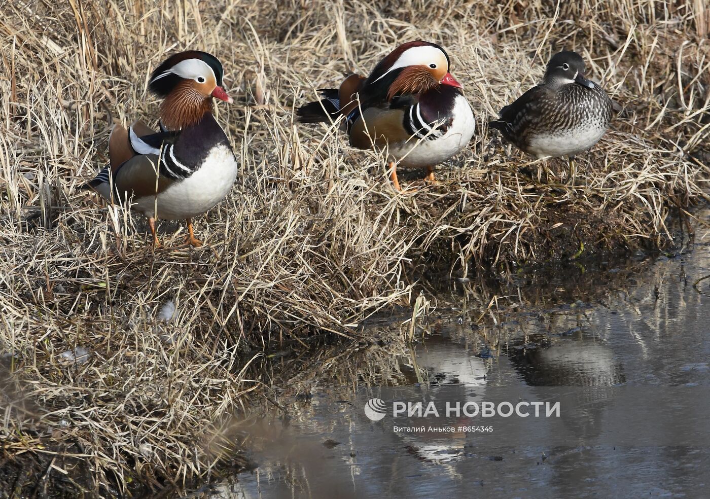 Краснокнижные утки-мандаринки во Владивостоке