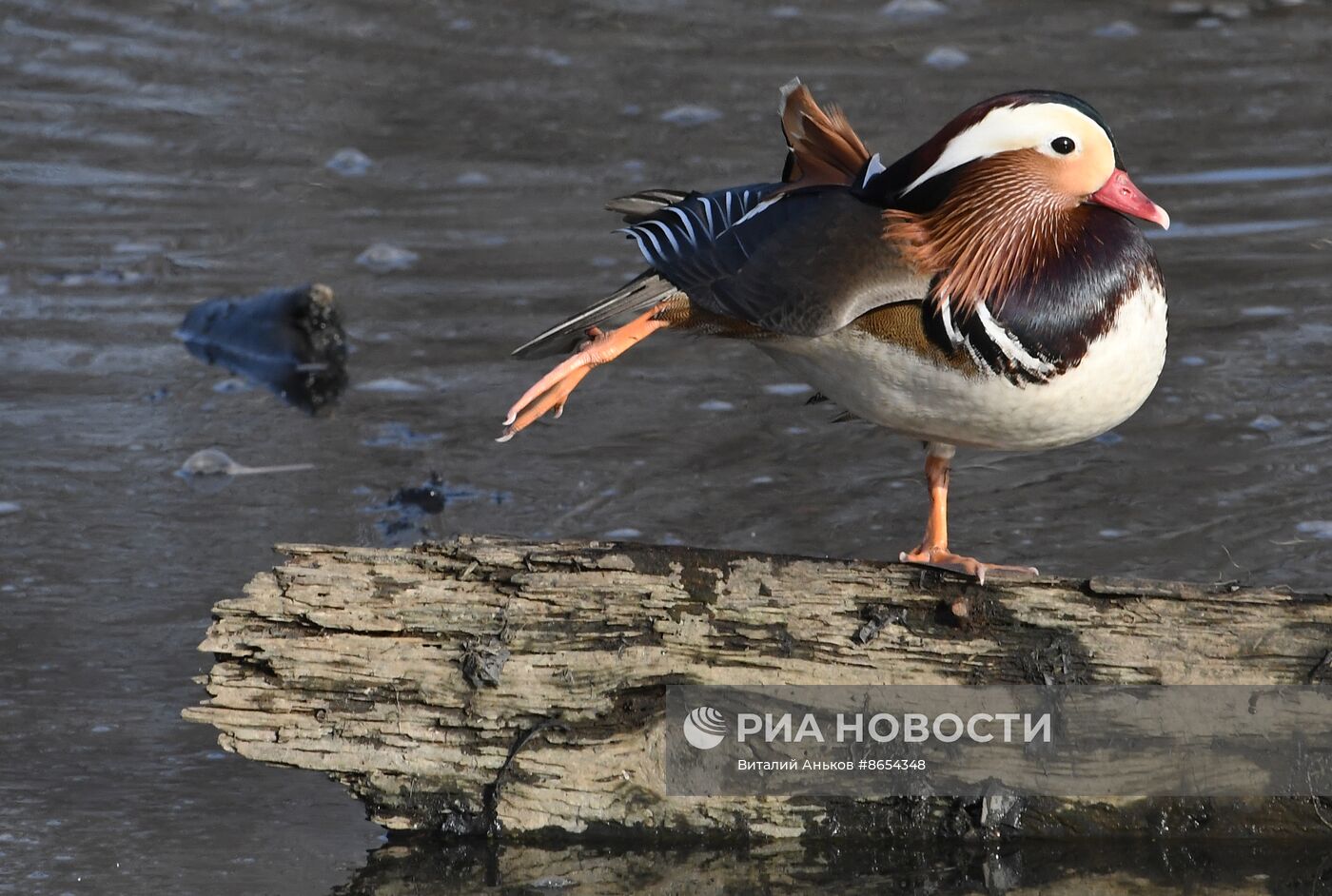 Краснокнижные утки-мандаринки во Владивостоке