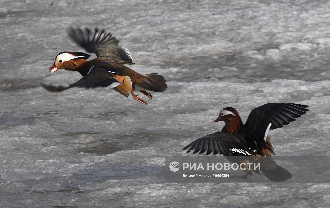 Краснокнижные утки-мандаринки во Владивостоке