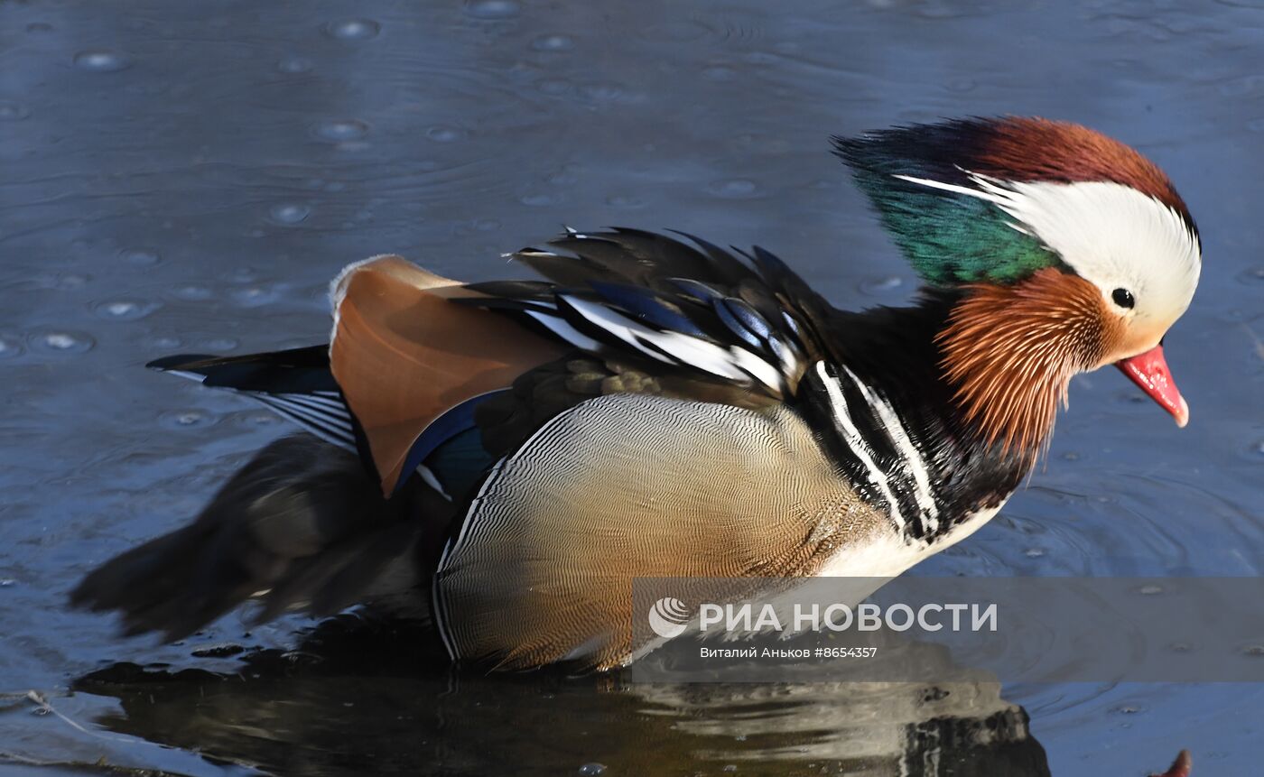 Краснокнижные утки-мандаринки во Владивостоке