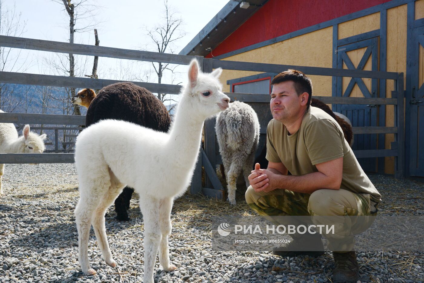Парк альпак "Пача Мама" на курорте "Роза Хутор" в Сочи