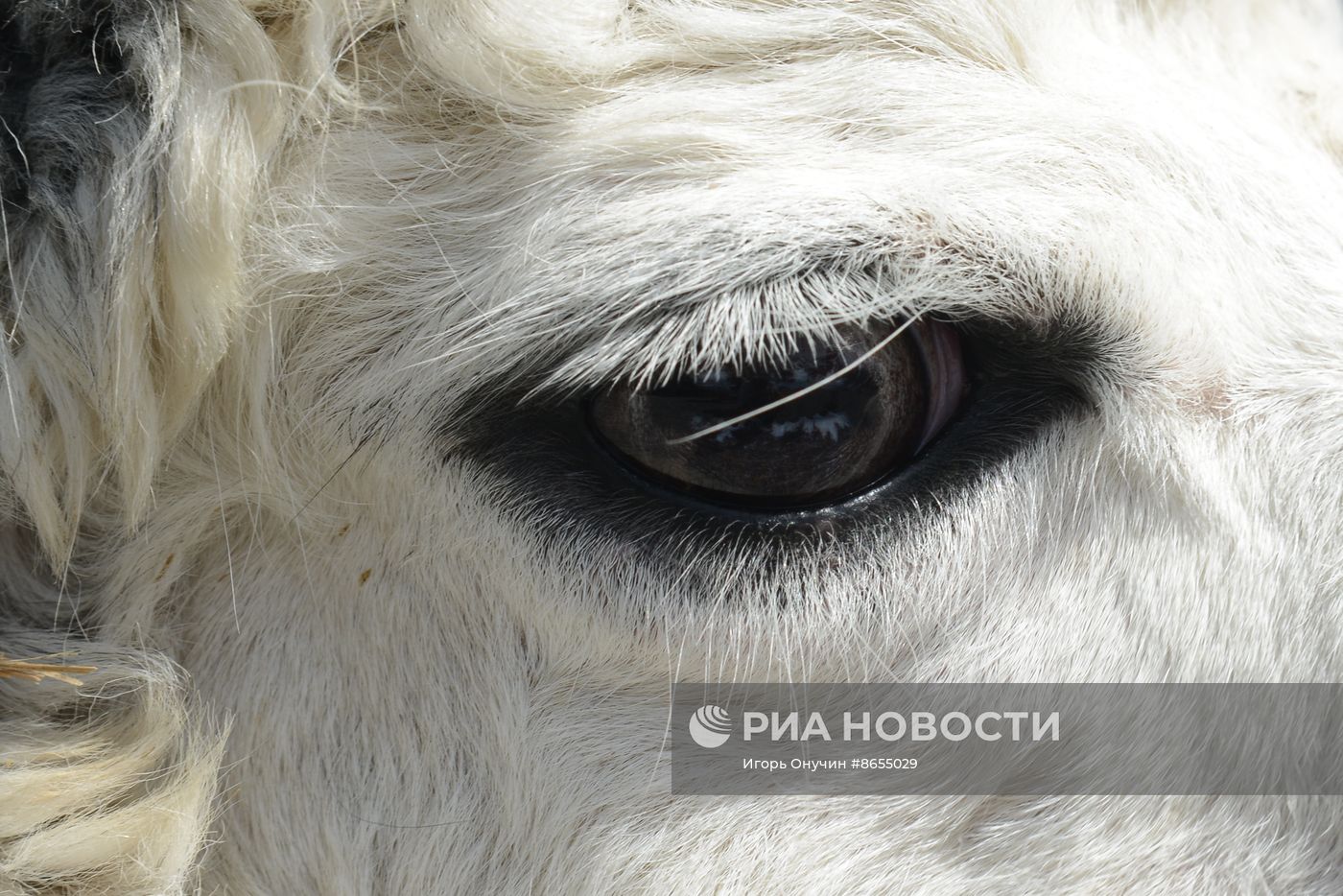Парк альпак "Пача Мама" на курорте "Роза Хутор" в Сочи