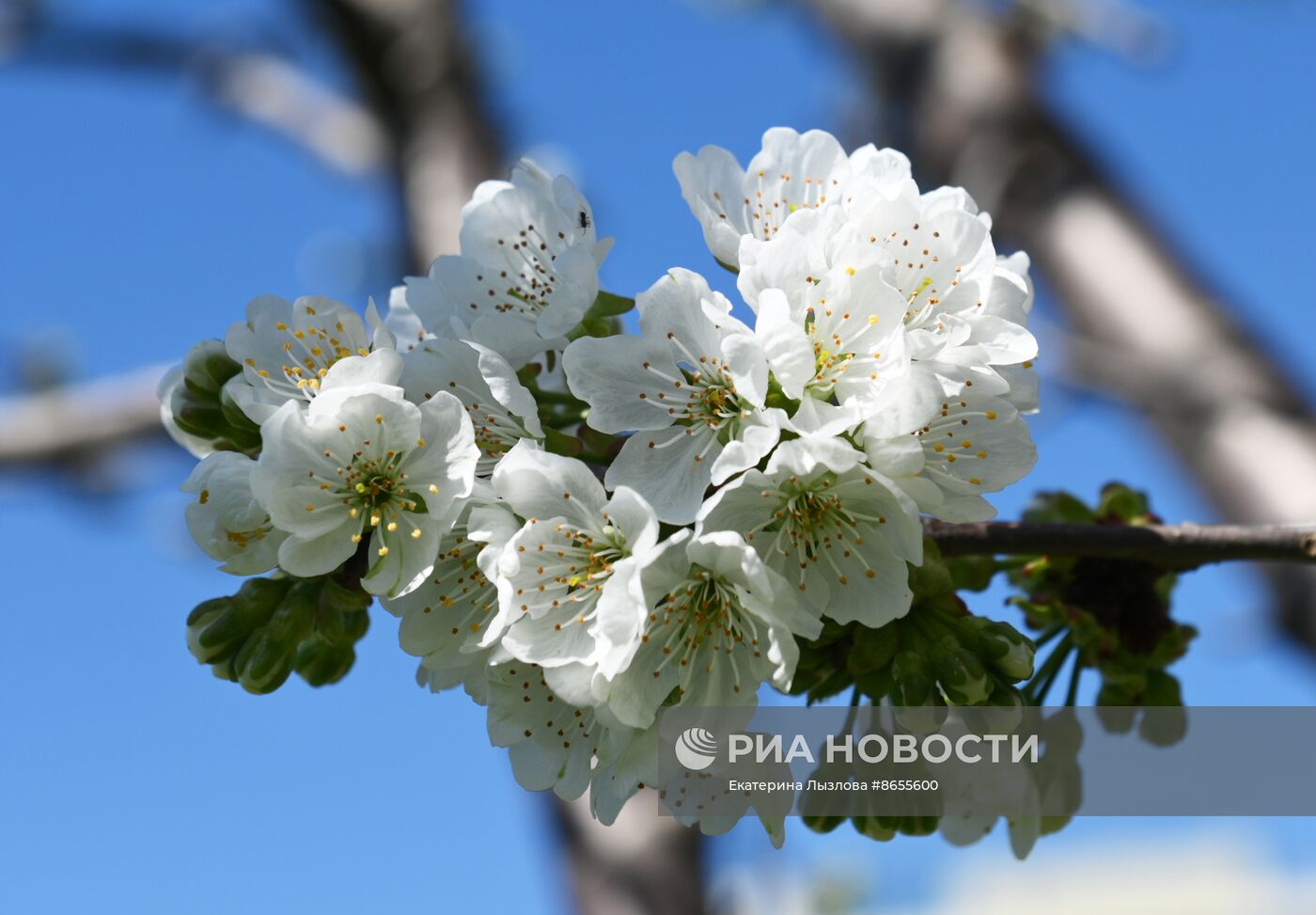 Цветение сакуры в сочинском парке "Дендрарий"