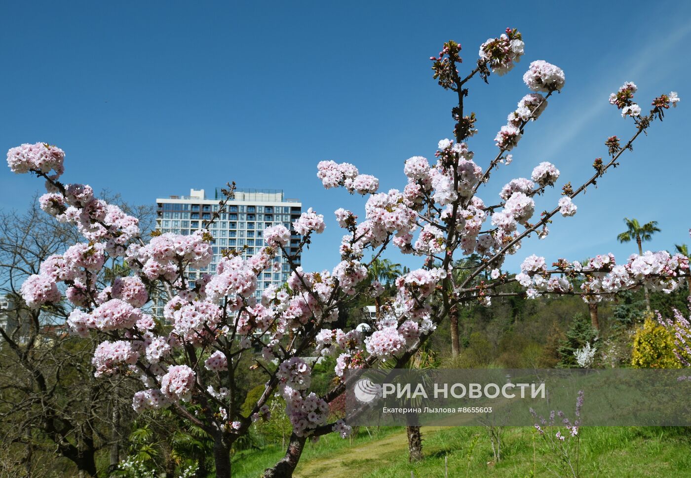 Цветение сакуры в сочинском парке "Дендрарий"