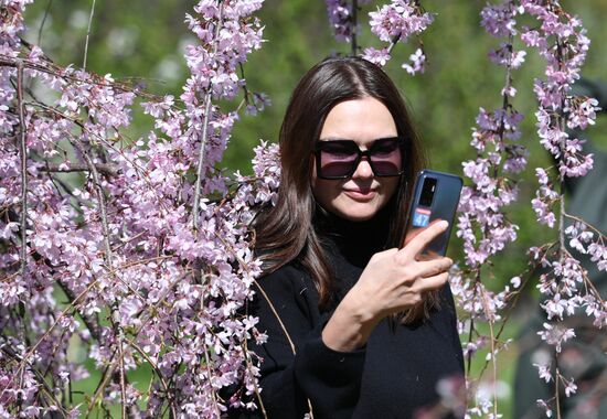 Цветение сакуры в сочинском парке "Дендрарий"