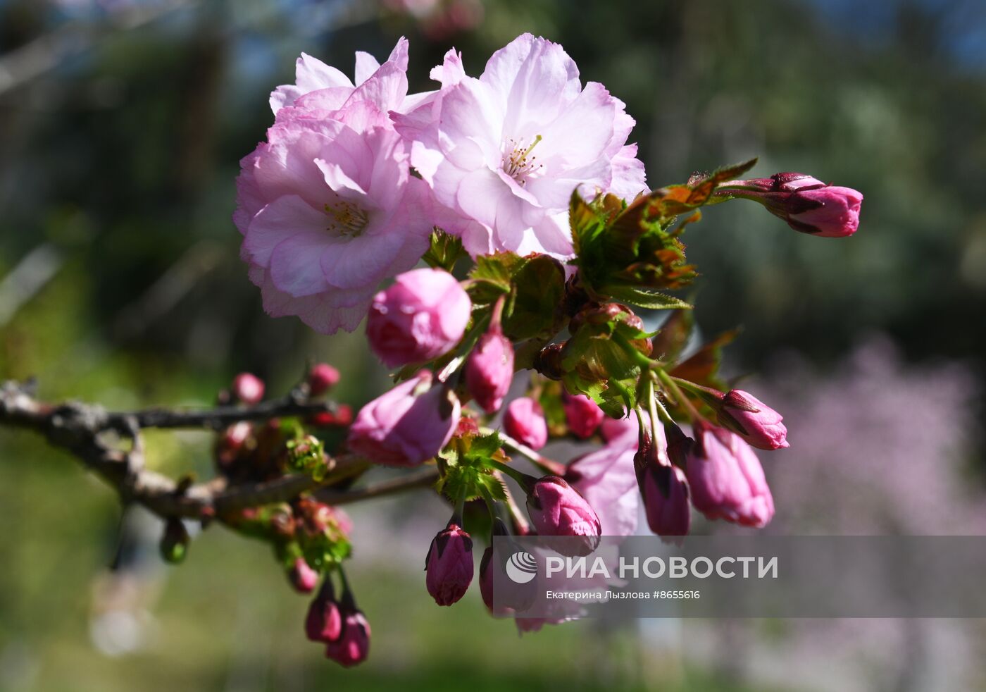 Цветение сакуры в сочинском парке "Дендрарий"