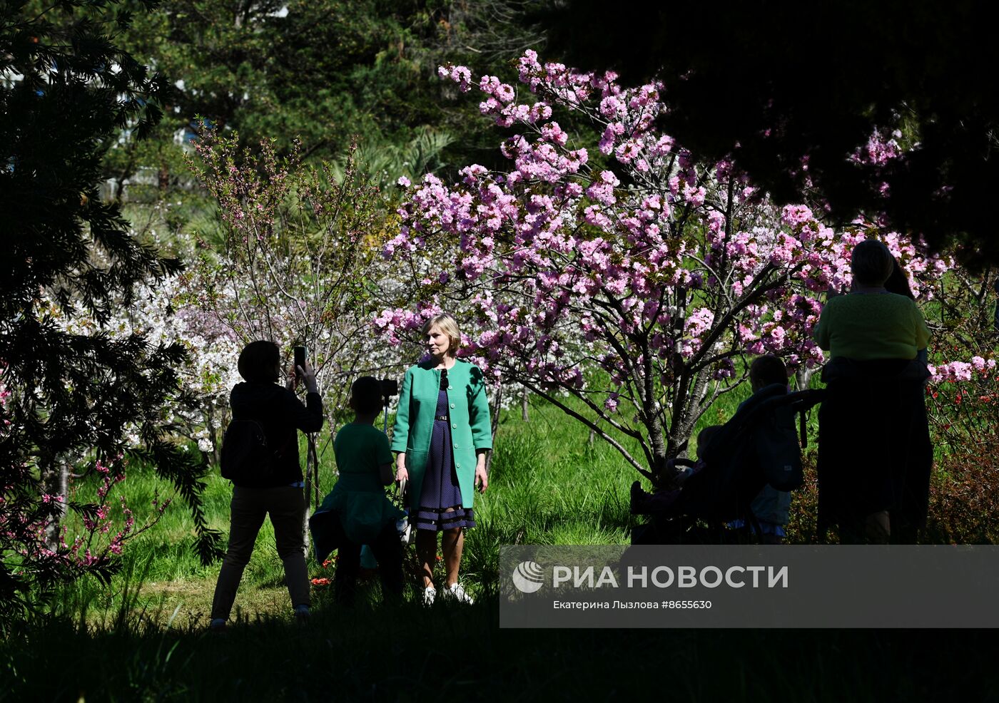 Цветение сакуры в сочинском парке "Дендрарий"